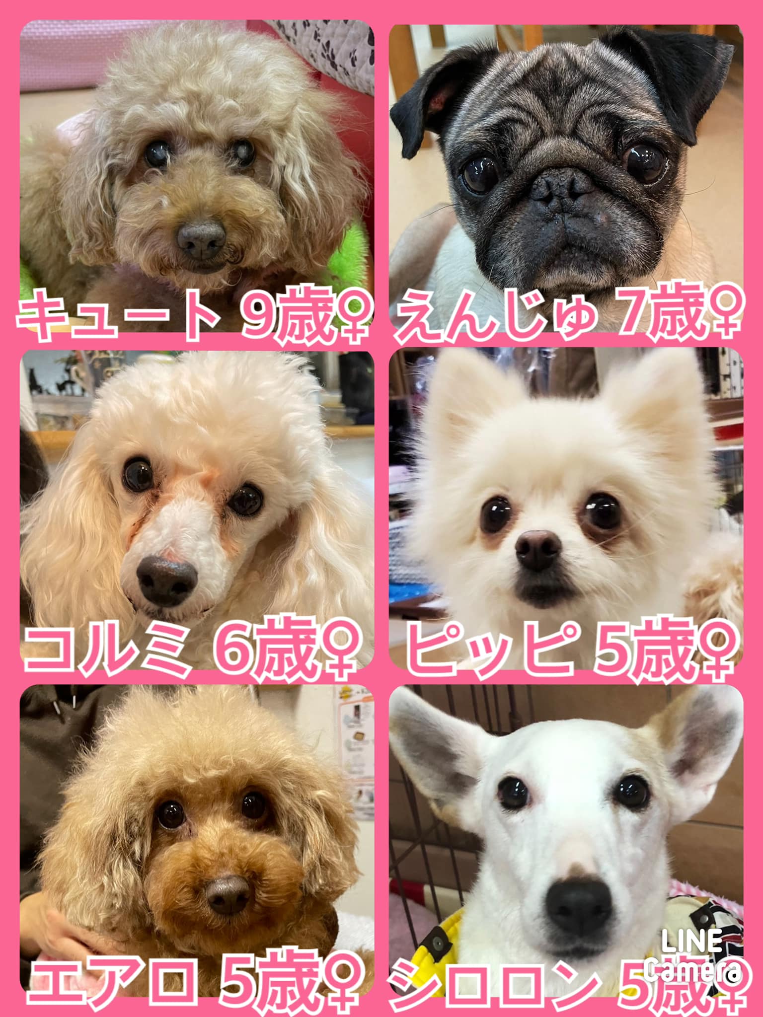 🐾今日の里親様募集中ワンコ🐶メンバーです🐾2022,2,1【保護犬カフェ天神橋店】